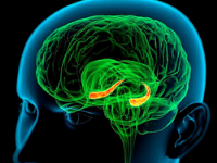 Анаболические андрогенные стероиды вызывают когнитивные нарушения 