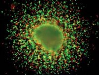 Новая лекарственная терапия вызвала самопереваривание раковых клеток